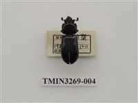 藏品(小黑豔蟲)的圖片